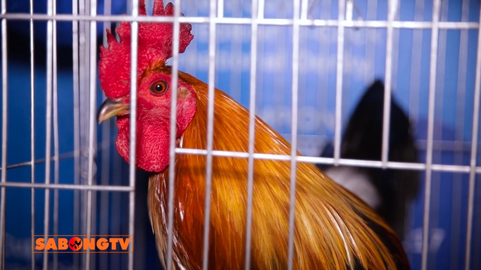 Mga Off-colored Fowls sa 2025 CDO Expo Ibibida sa Usapang Bloodlines May 10, 2025